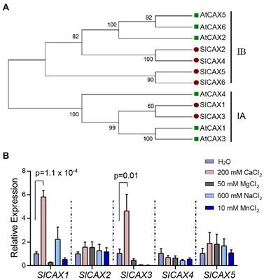 Redefining the N-Terminal Regulatory Region of the Ca2+/H+ Antiporter CAX1 in Tomato